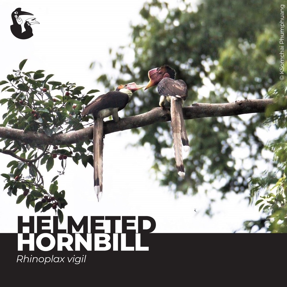 Helmeted hornbill is different from all other hornbills. The casque of Helmeted Hornbill is almost solid block of keratin, which is a helmet-like structure on the upper half of its beak and is used in head-to-head combat among males. 📸 : Somchai Phumphuang