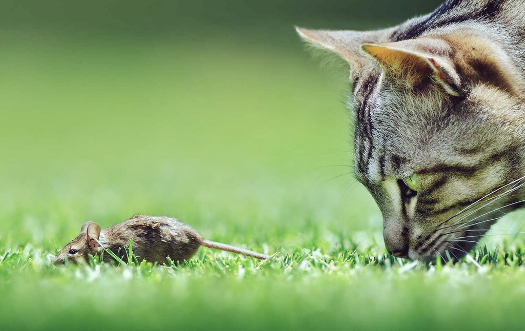 🖤✨️Cat Fact Advent Calendar✨️🖤

Day 1: 
A wild cat has to eat approximately 10 mice (or small birds) a day to consume enough calories.