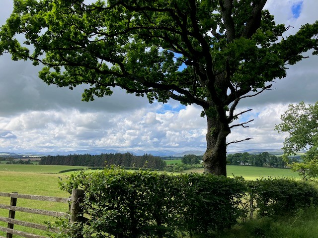 innerforth's tweet image. It&apos;s #NationalTreeWeek! Capturing carbon, reducing the temperature of towns/cities and supporting multiple species to thrive are all reasons trees are awesome. Planting native is important, like this oak, to diversify habitats and support more species. #climateforth #resilience