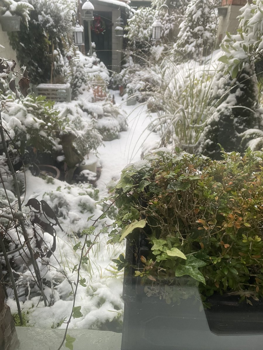 Nooo this mornings view out of the window and just remembered I’ve not protected the crown of my tree fern yet!