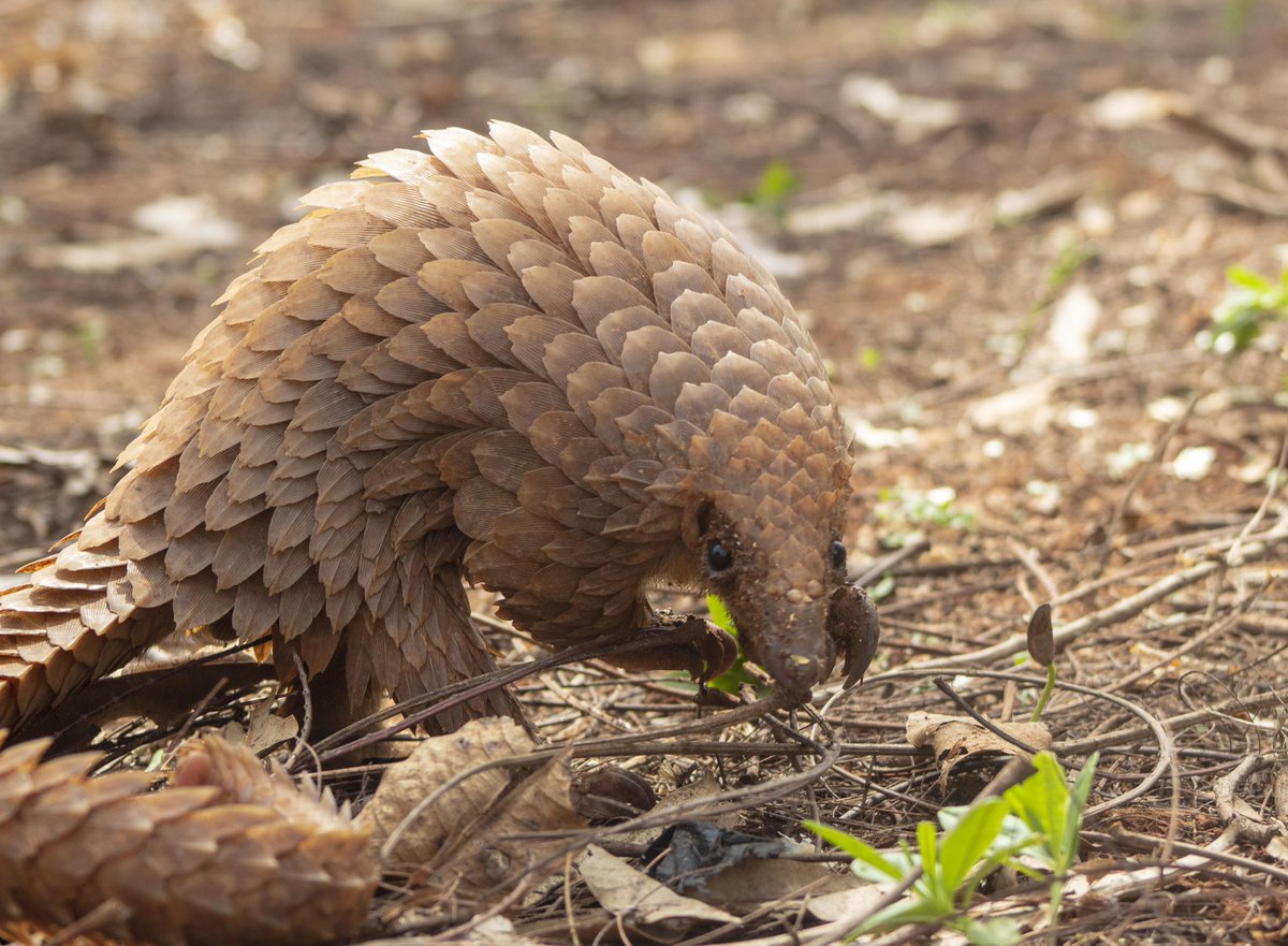 paschal_agro's tweet photo. Commenced our #CLPAward project last week and the team is poised for the challenge ahead. Our aim is to identify and map #habitats where the #endangered population of #pangolins exists in Ghana. We will conduct #conservation #education sessions and #raiseawareness on the #species https://t.co/HsmTzQHOlY