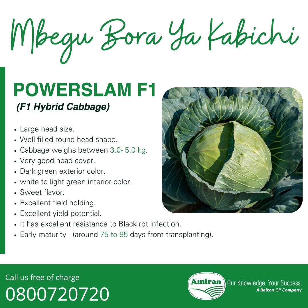 amiran_kenya's tweet photo. Powerslam F1 hybrid cabbage variety is the newest addition to the Amiran Kenya range of carefully selected cabbage seeds.

With resistance to black rot, this variety is highly suitable for growing in #KenyaCup 

Call us for free on 0800720720 to order.

#Amirankenya #Powerslam https://t.co/iAMFxYWTMX