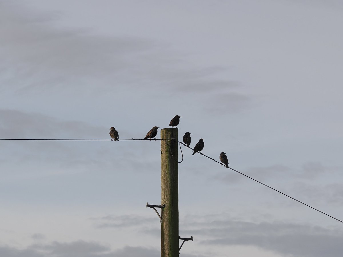 A greeting of Starlings on the pole this morning.