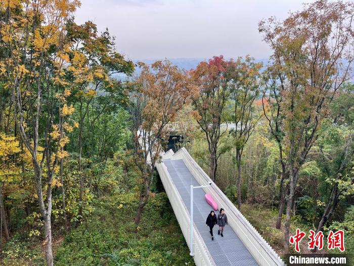 The pedestrian walkway threading through colorful forests over the Longquan Mountain is a one-of-a-kind viewing spot for a spectacular foliage show in Chengdu, southwest China's Sichuan Province. #LifeinChina #leafpeeping