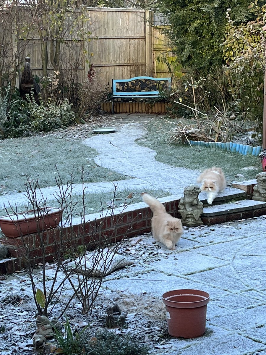 Meowning! Snowy #hedgewatch #fluffyFriday #snow #CatsAreFamily 😻😻