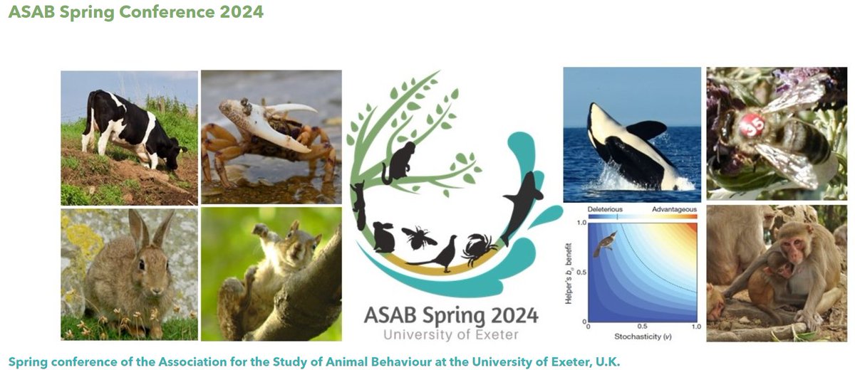 🎺🎺Announcing the @asab_tweets Spring Meeting 2024🎺🎺 Exeter, 23-25 April 2024 - get the dates in your diaries now Check website for more details and plenaries asabspring2024.github.io Organised by @ljnbrent @Samellisq @laleaver1 @AndyDHigginson