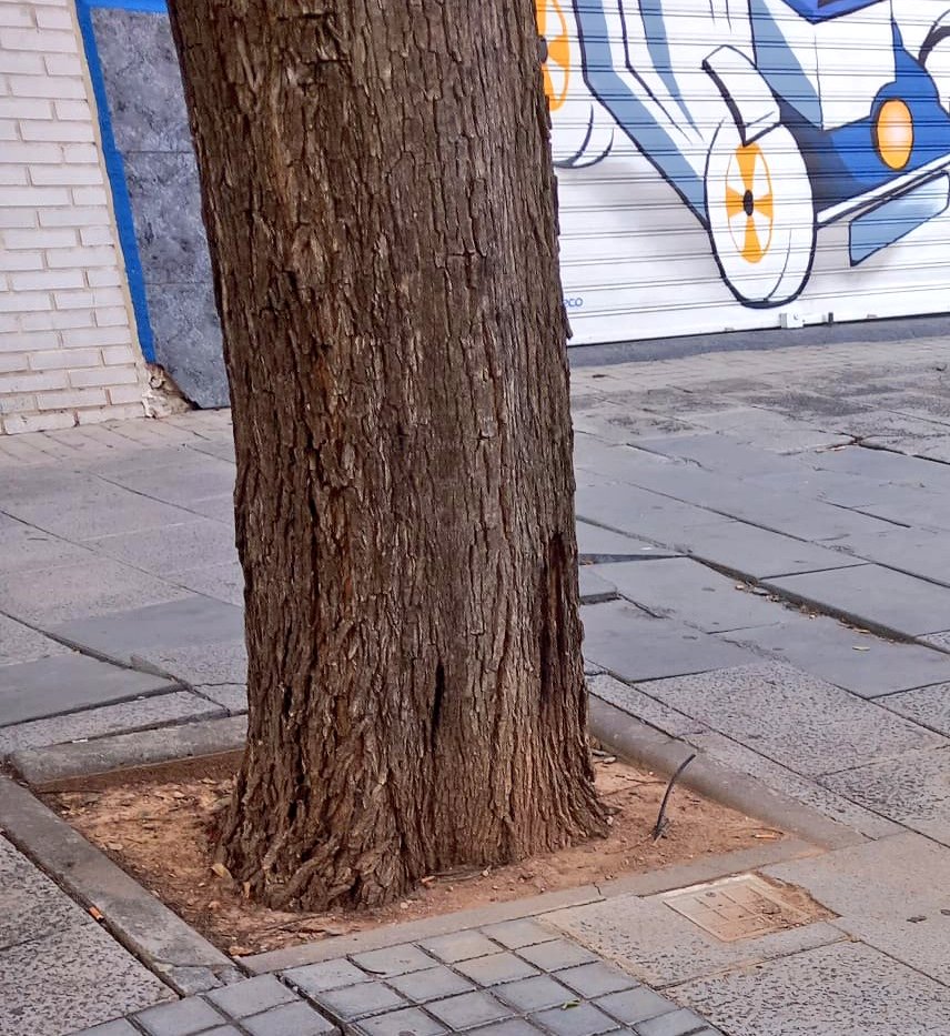 A ver cuando ingenieros de obra civil o arquitectos urbanos destierran los mini alcorques de sus proyectos. Es un planteamiento obsoleto.
Si no somos capaces de ello ¿mejor  no plantar árboles?
Dilema a resolver.