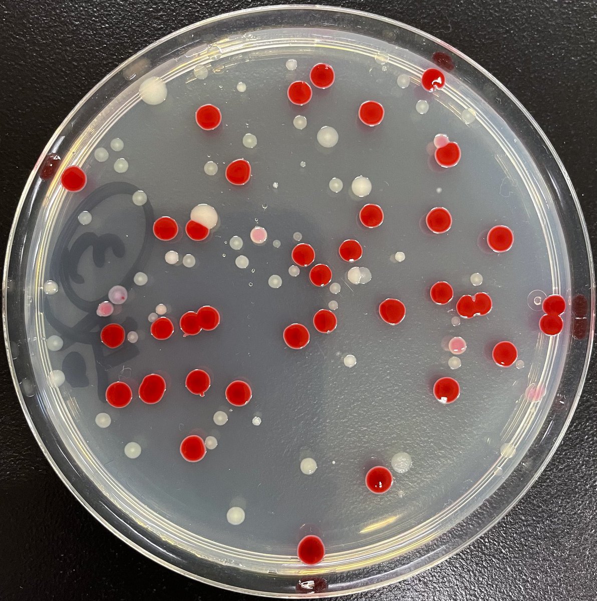 Serratia marcescens collection...🌹🌹