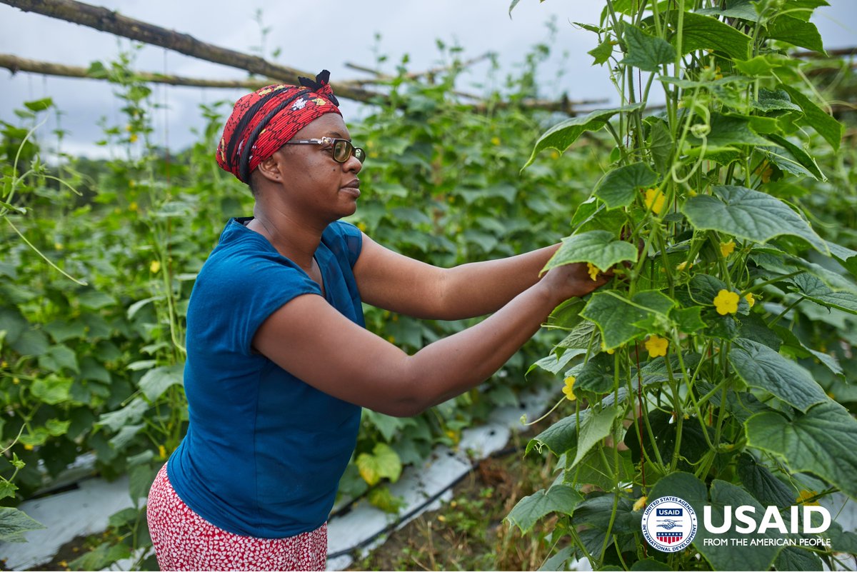 Happy Farmers' Day! #Ayekoo to the farmers who work to sustainably put food on our tables! @USAID promotes the inclusion of vulnerable groups including women, youth, and persons with disabilities #PwDs in Ghana’s agricultural sector. #USAIDinGhana @policylink_gl #farmersday
