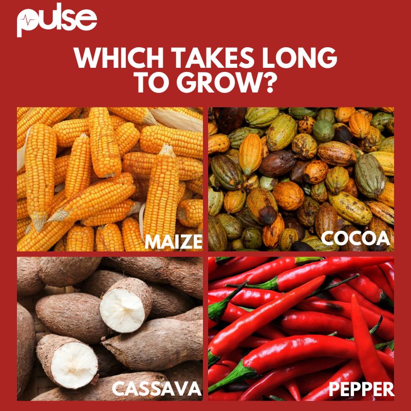 Pulse Ghana tweet media