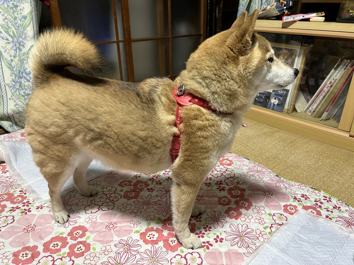 okomejapan's tweet photo. 迷子犬うちで預かってます。
警察には届けてますが連絡無し
可愛い柴犬です。
広島市東区の尾長地区で保護
推定3〜5歳
赤毛
お座りもお手もできるし毛並みも綺麗でとても手入れされてます。
吠える事もないし人懐っこく大人しいです。
#迷子犬
#柴犬
#広島市 https://t.co/wm4g8yvDJR