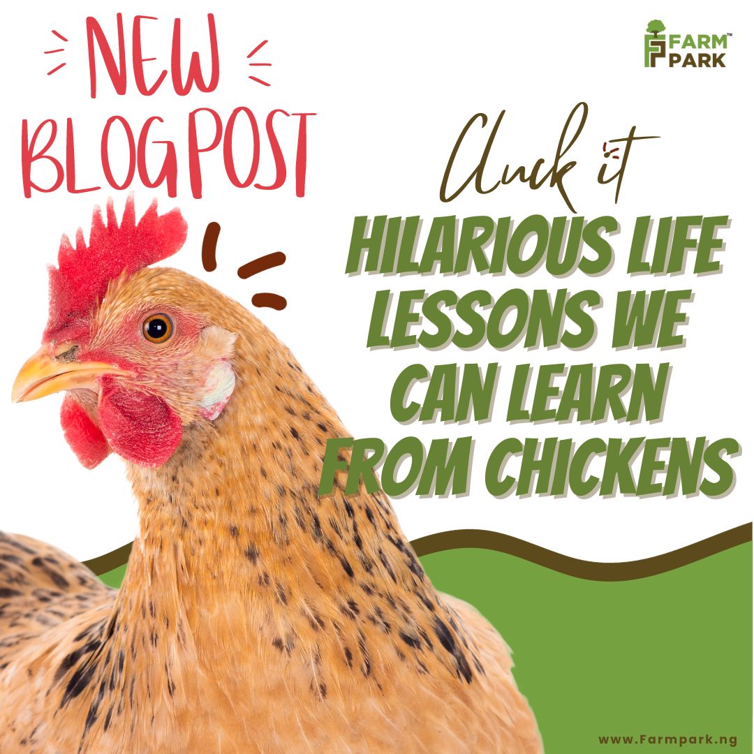 FarmParkNG's tweet photo. 🚨 NEW BLOGPOST ALERT!

We have a new post up and it promises to be a fun and educative one, simply visit our website by clicking the link available in our bio to enjoy this quick read. 

Don’t forget to leave a comment and share 😉 

#Farmpark #newblogpost #Farming #Agriculture https://t.co/at7v6VGWGf