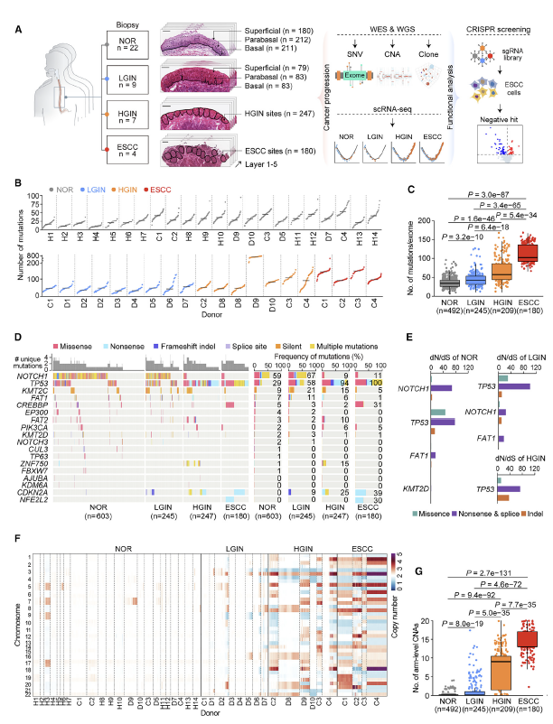 'Genomic alterations driving precancerous to cancerous lesions in esophageal cancer development' cell.com/cancer-cell/fu…