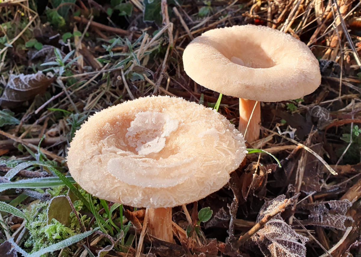 @VenetiaJane @sjholt50 @LisaMSutch @chernorris @christinedemar @Rubyslippers82 ❄️🌹I can quite imagine - poor Fairy! Minus 6 here last night and early morning. The #fairy bathing tubs are still defrosting... ❄️🧚🏼‍♀️🍄🧚🏻‍♀️xx