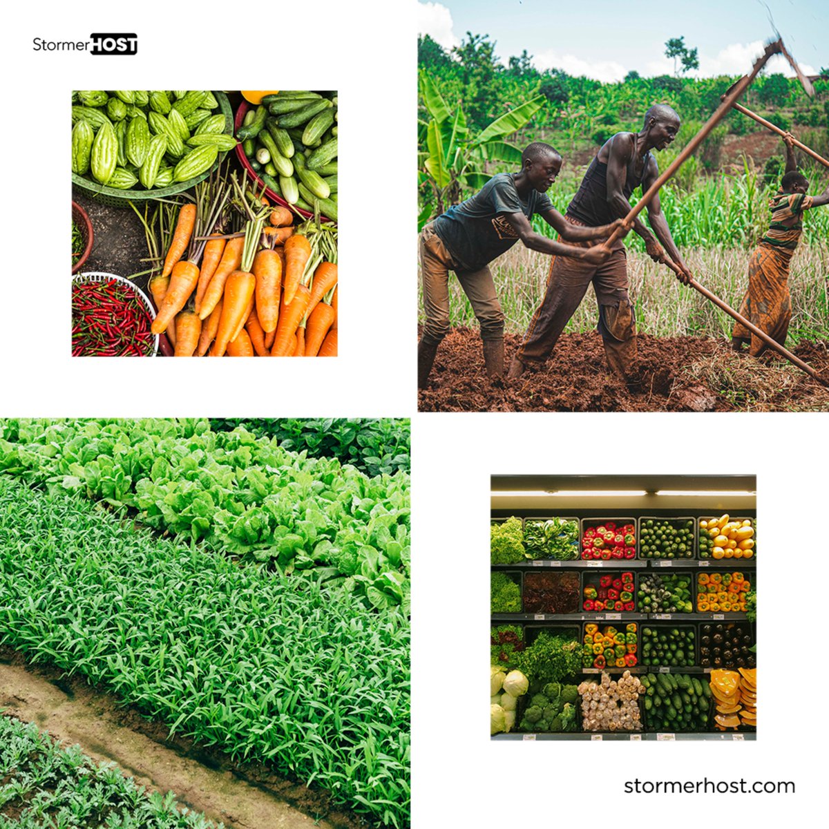 stormerhost's tweet photo. Happy Farmers Day!

#stormerhost #happyfarmersday #trending #farmersday #success https://t.co/QQ7gmcJaxR