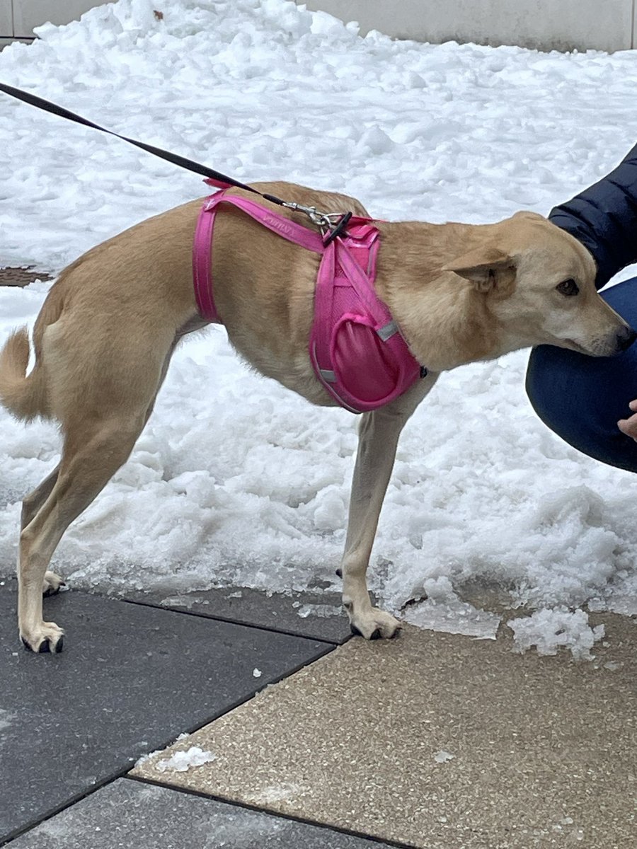 sarahmoore_dt's tweet photo. A couple of my grade 8 Innovation Design students made a customised dog harness for this beautiful 3 legged doggie. What a wonderful client @DanielleGahr @FIS_School @FIS_Design  #problemsolving #dt https://t.co/fsVwMGrCNu