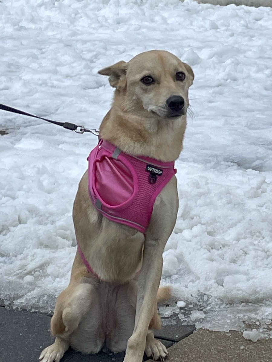 sarahmoore_dt's tweet photo. A couple of my grade 8 Innovation Design students made a customised dog harness for this beautiful 3 legged doggie. What a wonderful client @DanielleGahr @FIS_School @FIS_Design  #problemsolving #dt https://t.co/fsVwMGrCNu