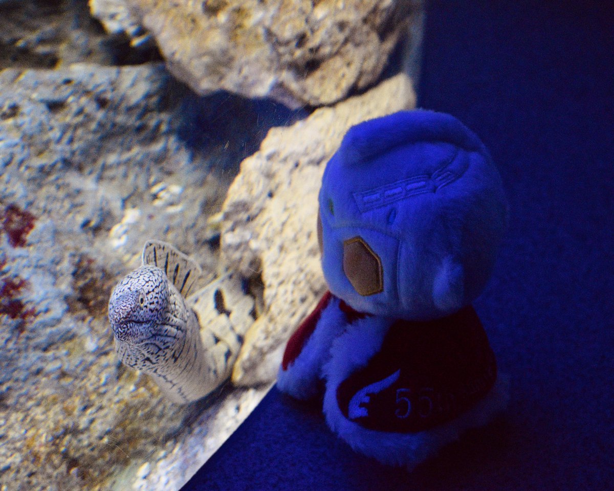 sr_tbk's tweet photo. 久々に、11月の思い出。ウルトラセブンコラボで江ノ島水族館に行ってきました。クラゲの展示はどれも幻想的で素敵でしたね。2枚目の逆さで泳ぐクラゲ達が、特撮で雲や煙を表現する際に水槽に絵の具を垂らして撮影する水槽雲みたいで何だか嬉しくなってしまいました。 https://t.co/MVdCZqyXYn