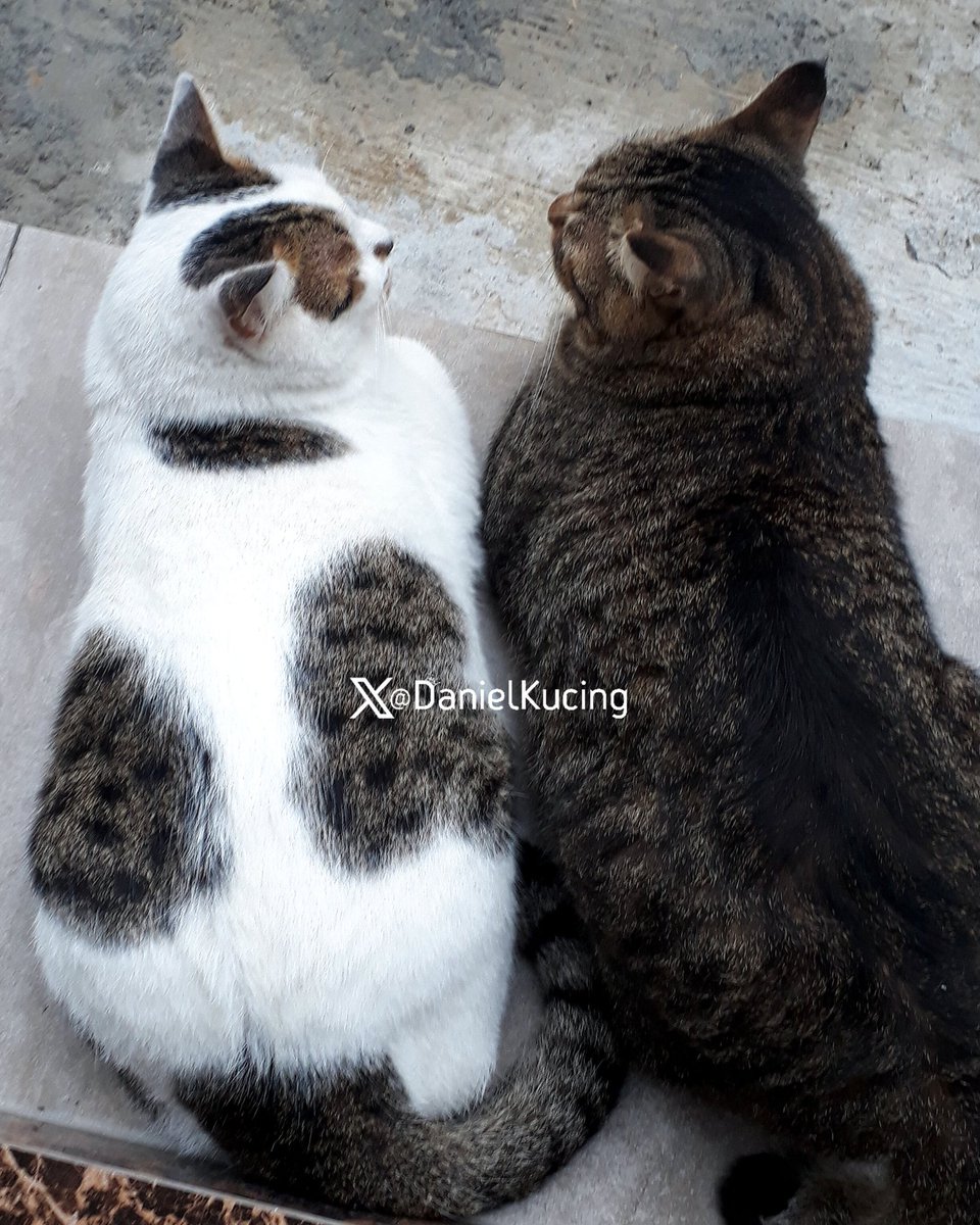 DanielKucing's tweet photo. Mini: Bro, would you still love me if I were an ice cream spoon?
IpuL: Again?..
#catstalk https://t.co/PsmYmhBGdB