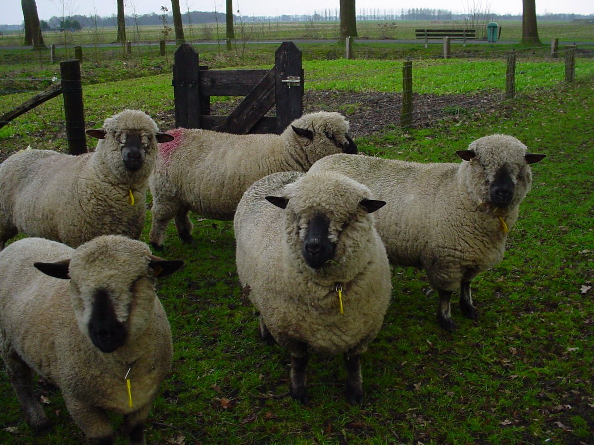 #Sheep #Facts 265: The Hampshire Down, British breed, originating in about 1829 from cross-breeding of Southdowns & the Old Hampshire breed, Wiltshire Horn & the Berkshire Nott, all horned, white-faced sheep, native to the open, hilly stretch of land known as the Hampshire Downs.