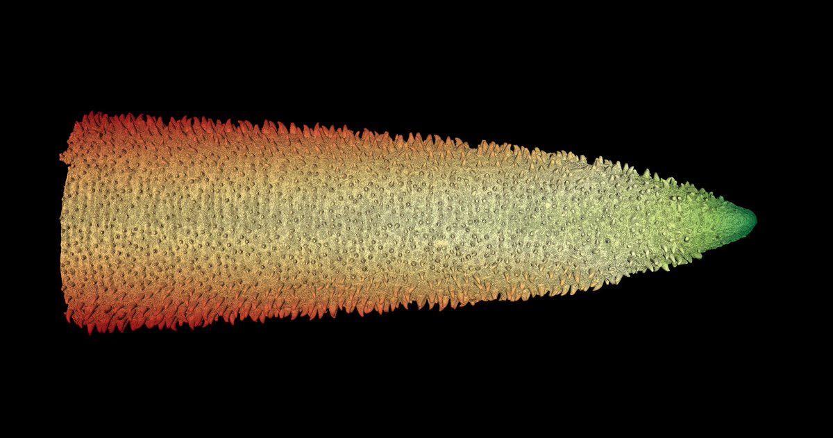 Korbinian Pacher tweet media