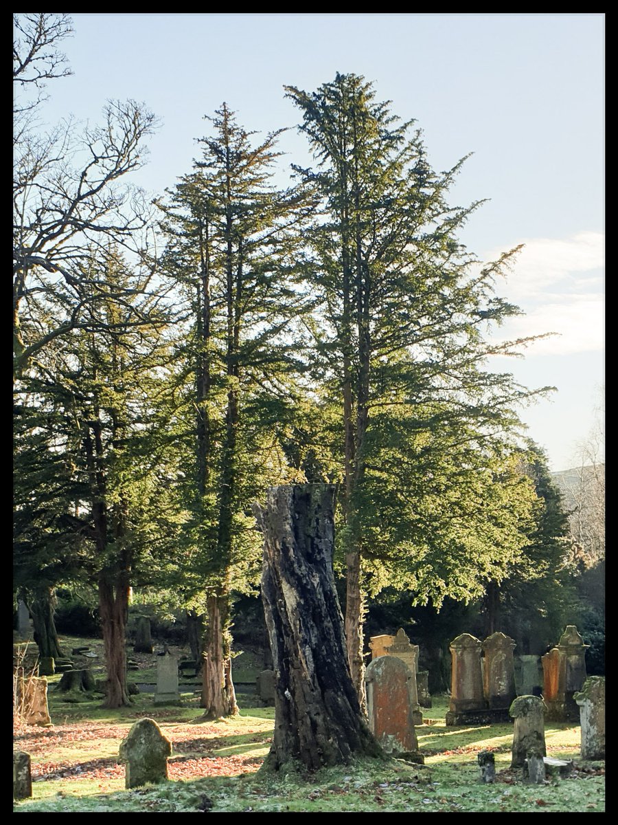 TheCemetress's tweet photo. ๐ค๐ค๐ค
Happy Friday Everyone!!!
#Cemetrees https://t.co/MSGH3eKzzl
