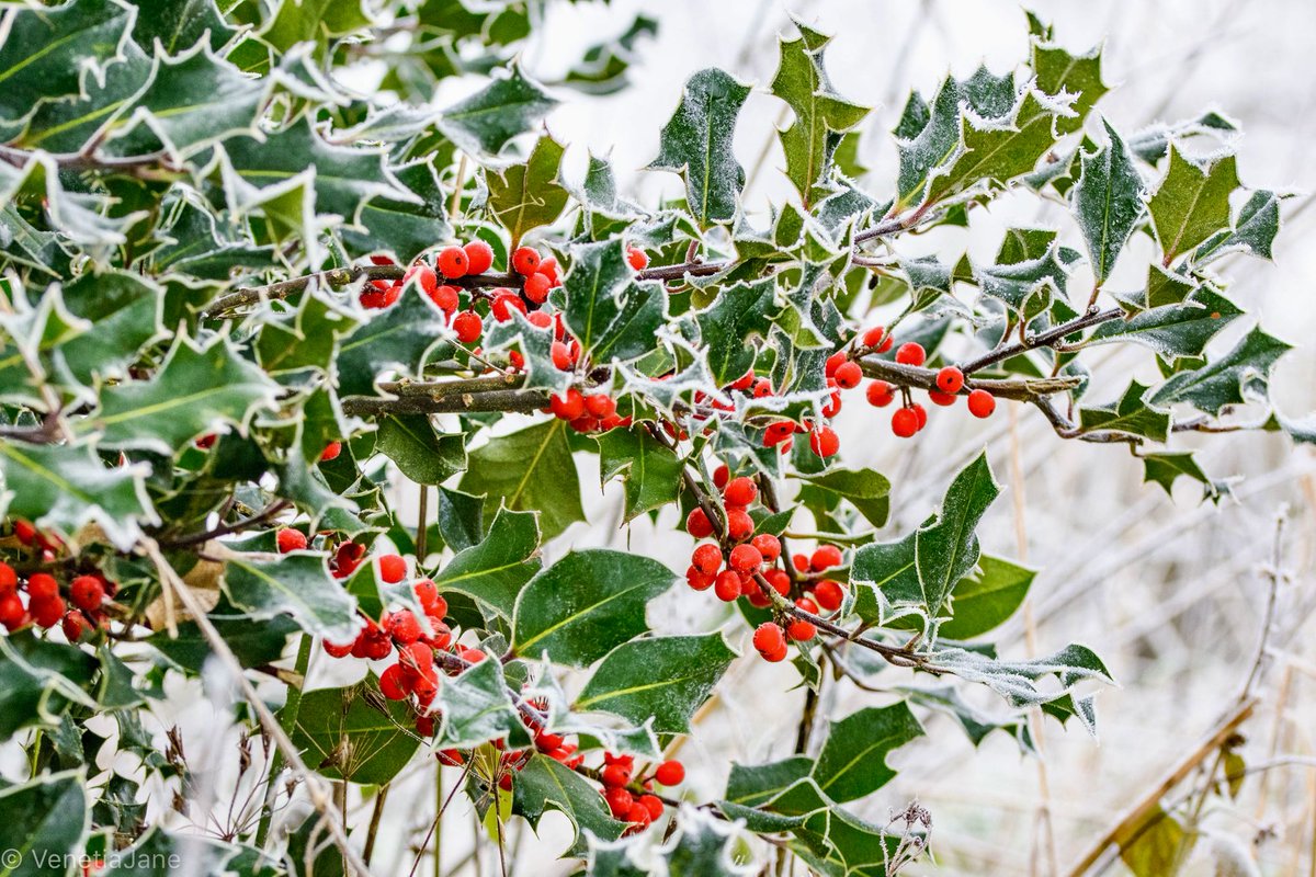 The holly “bears its crown” in December. Its snow-white flowers that transform into the bright red berries we associate with #Christmas make it one of the birth flowers of this month. In folklore holly is associated with immortality, life & rebirth. #NationalTreeWeek #December1st