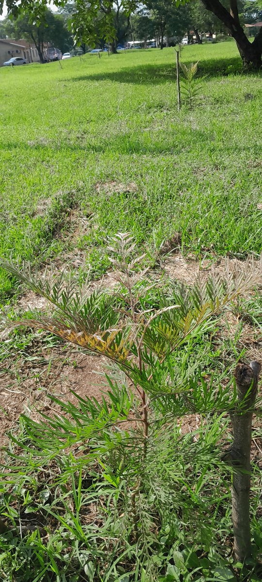 It's time for action . How many trees have you planted during this rain season? . We applaud @CentenaryBank for partnering with Kasese District Local Government to green Kasese.