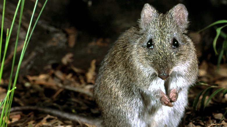 gilbertspotoroo tweet picture