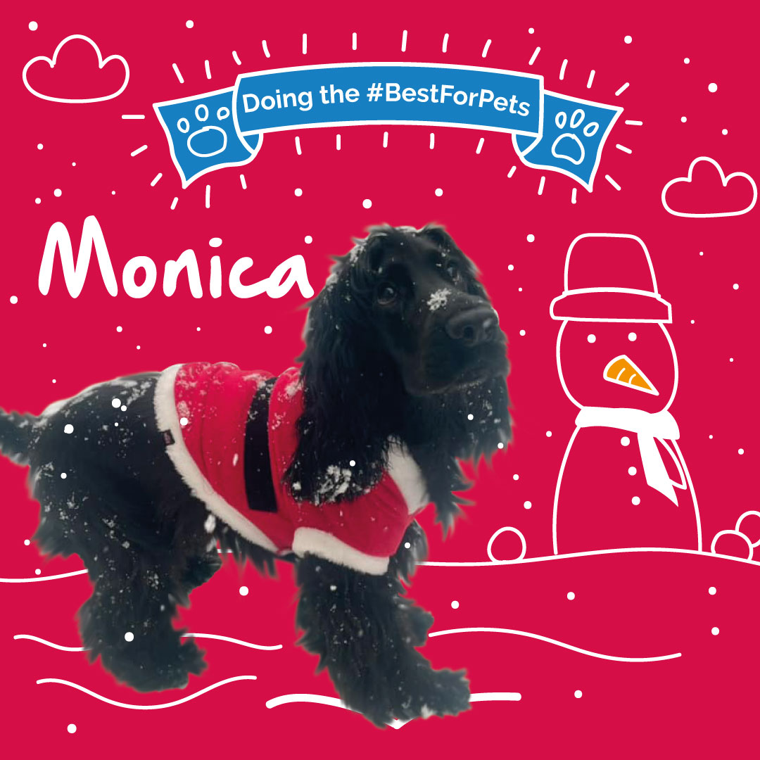 healthypetclub's tweet image. 🐶 Congratulations to our December pet of the month, Monica! 🐶

#dogsoftwitter #dogadvice #bestforpets #petofthemonth