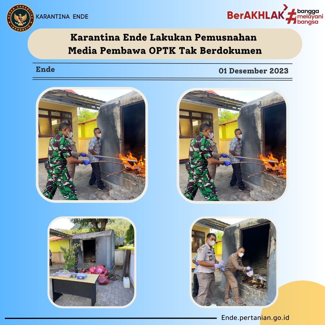 KarantinaEnde's tweet photo. Karantina Ende Lakukan Pemusnahan Media Pembawa OPTK Tak Berdokumen
#LaporKarantina
#KarantinaEnde https://t.co/P7z3HQVr7n
