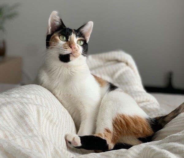 kerry_lou_mcg's tweet photo. Take a look at our new and improved Help and Advice centre! 🐱
Our vet-approved guides focus on everything from how to care for a kitten to what to do if you've lost your cat. 👇
https://t.co/VQv4UO06eE
#HelpAndAdvice #Cats #Kittens #CatsProtection #CatsOnX https://t.co/33cpeFPcer