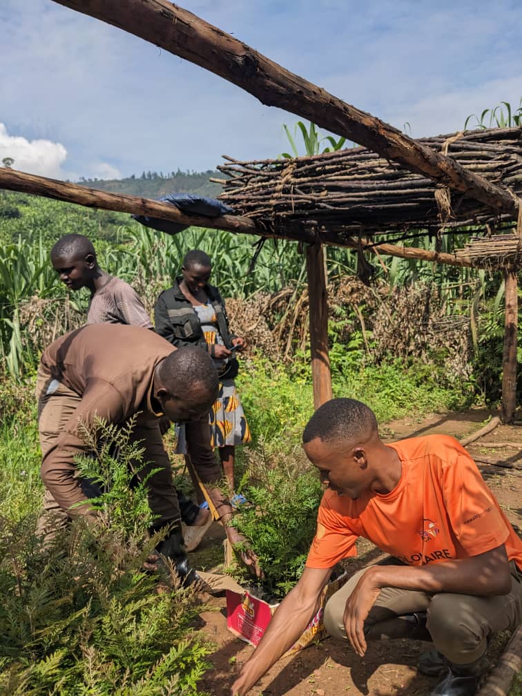jean_iradu24's tweet photo. CorpsAfrica/Rwanda youth Association of Kivugiza cell Masoro sector we planted trees (Girvellia) at 5km of the road In order to protect our environment through the collaboration of Local leaders executive &amp; Agronomy @rulindoDistrict @CorpsAfricaRda
#LocalShelpingLocal https://t.co/lrCQkyoGS6