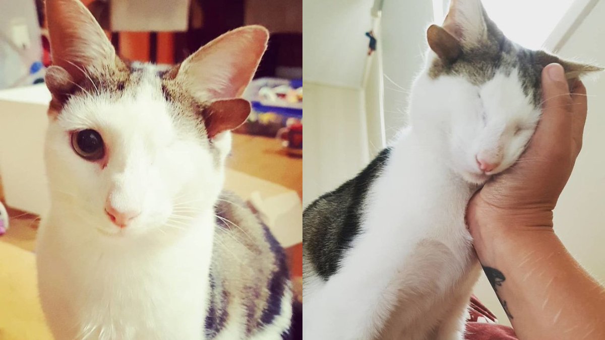 vluvinshow's tweet photo. A Kitten That Was Rescued And Has One Eye and 4 Ears Finds a Forever Home #catlover #CatLovers #straycats #pets 
MORE: https://t.co/eLE84MYcqF https://t.co/niBpkn0cwP