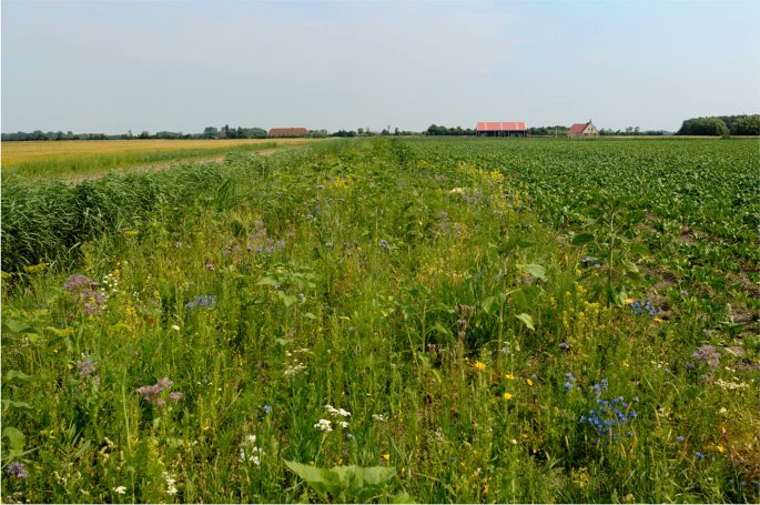 niooknaw's tweet photo. New NIOO-publication: People’s appreciation of colorful #fieldmargins in intensively used arable landscapes and the conservation of plants and #invertebrates, by @GeertdeSnoo and others.
#arablelandscape #citizensappreciation #vegetation #biodiversity
https://t.co/MZ1wTMyoRJ https://t.co/FTH5x05mga