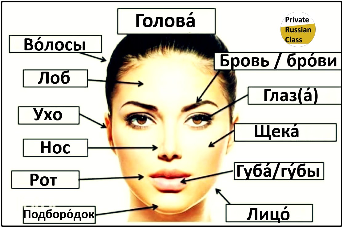 Now, it’s time to know more about our head and its parts.
#Partsofthehead #SpeakRussian #LearnRussian #Russianvocabulary #Test #Russiantest #EasyRussian #Частиголовы #Учитьрусскийязык #Изучатьрусскийязык #Тест #Russianschool #Russianonline #Russianteacher
privaterussianclass.com/home/blog/part…