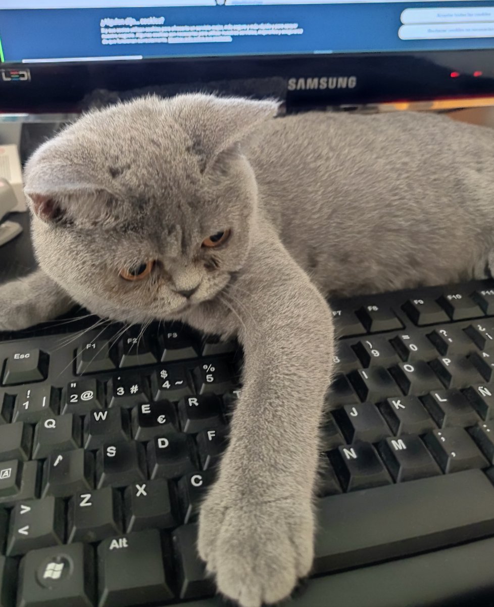 dlogames's tweet photo. This little but mighty furry sidekick is the queen of nosiness 🐱 Yet, here she is, providing the best company ever 💖 

#ChessGambit #indiegame #gamedev https://t.co/GzS4AsO4e2