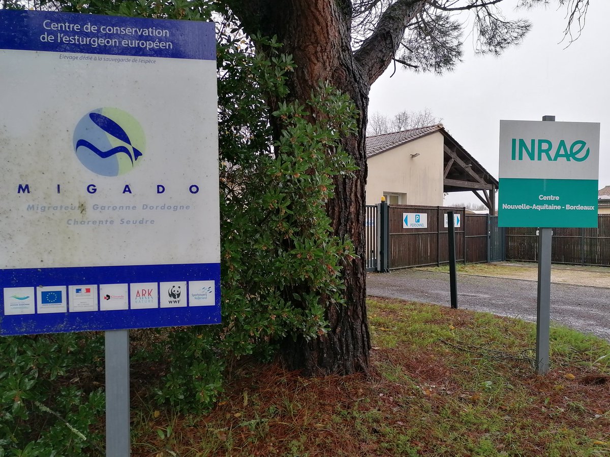 Le retour de l'esturgeon européen sur l'Ebre commence aujourd'hi 
Merci beacoup <a href="/INRAE_NA_BDX/">INRAE Nouvelle-Aquitaine Bordeaux</a> <a href="/migado_asso/">Association MIGADO</a> <a href="/accioclimatica/">Assemblea d'acció climàtica</a>!
<a href="/WWF_Sturgeon/">WWF Sturgeon</a> <a href="/ArkNature/">Ark Nature</a> <a href="/felixvdmarel/">Sportvissenblog.nl</a> <a href="/EU_ENV/">EU Environment</a> <a href="/LIFEprogramme/">LIFE Programme</a> <a href="/Ecologie_Gouv/">Min. Ecologie Territoire Transports Ville Logement</a> <a href="/mitecogob/">Transición Ecológica y Reto Demográfico</a> <a href="/NvelleAquitaine/">Nouvelle-Aquitaine</a> <a href="/UVicAquatic/">Aquatic Ecology UVic</a> <a href="/UVic_FCTE/">Fac. Ciències, Tecnologia i Enginyeries UVic-UCC</a> <a href="/observatori_nat/">Observatori del Patrimoni Natural i Biodiversitat</a> <a href="/SIBICorg/">SIBIC | BlueSky: @sibic.bsky.social</a>