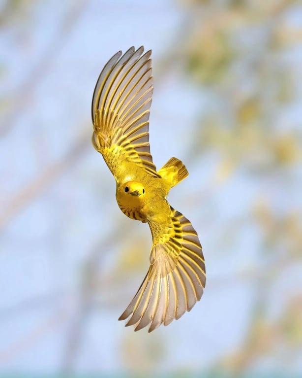 Rainmaker1973's tweet photo. The American yellow warbler is known for its beautiful yellow and greenish-golden plumage. It is generally resident in the mangrove swamps. Roughly 60% of its diet is caterpillars

[📷 Glen Noyer] https://t.co/vGMi9r3fGg