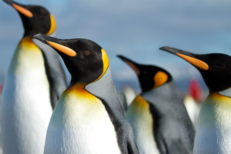 pilotguidestv's tweet photo. Antarctic Penguins - Learn more >>
Destination Antarctica >> https://t.co/00wQZFn4eA
#pilotguides #guides #globalcapture #antarctica #antarctic https://t.co/DHgDzEpwCo
