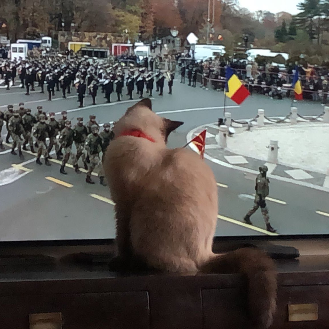 AICursaru's tweet photo. Happy Great Union Day!🇷🇴🙌🏻😻🫡

#Romania #GreatUnion #NationalDay #PisicăPatriotă https://t.co/TJwRyuzNLL