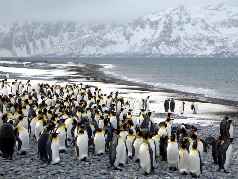pilotguidestv's tweet photo. Antarctic Penguins - Learn more >>
Destination Antarctica >> https://t.co/00wQZFn4eA
#pilotguides #guides #globalcapture #antarctica #antarctic https://t.co/DHgDzEpwCo