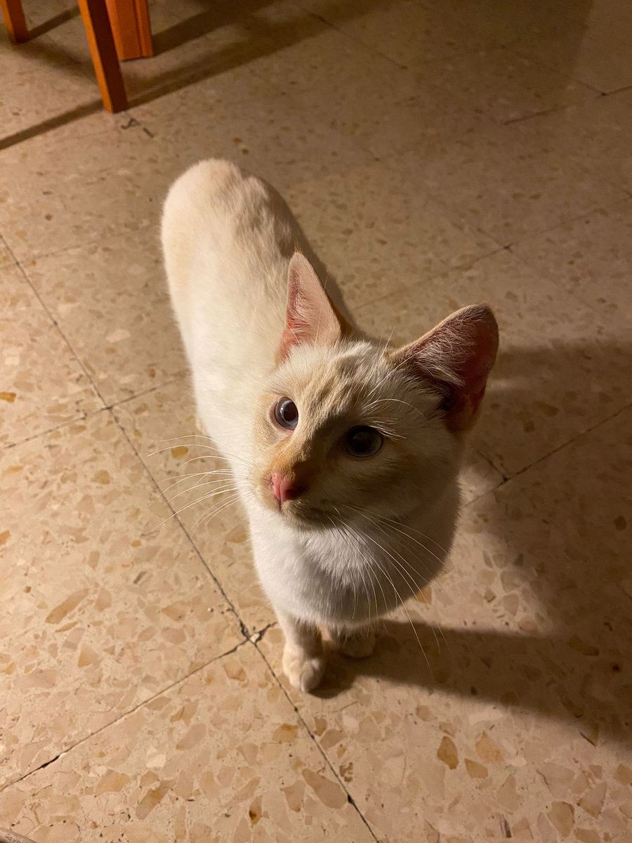 Ceeliaa❤🍃 (@celiaa66) on Twitter photo <a href="/wikiCR/">wikiCR Ciudad Real</a> ayer nos encontramos un gatito, tiene pinta de ser de casa! buscamos al dueño o a alguien para hacerse cargo , no podemos tenerlo nada más que unos días por el contrato del piso!
Es muy bueno y cariñoso! <a href="/wikiCR/">wikiCR Ciudad Real</a> <a href="/wikiCR/">wikiCR Ciudad Real</a> ayer nos encontramos un gatito, tiene pinta de ser de casa! buscamos al dueño o a alguien para hacerse cargo , no podemos tenerlo nada más que unos días por el contrato del piso!
Es muy bueno y cariñoso! <a href="/wikiCR/">wikiCR Ciudad Real</a>