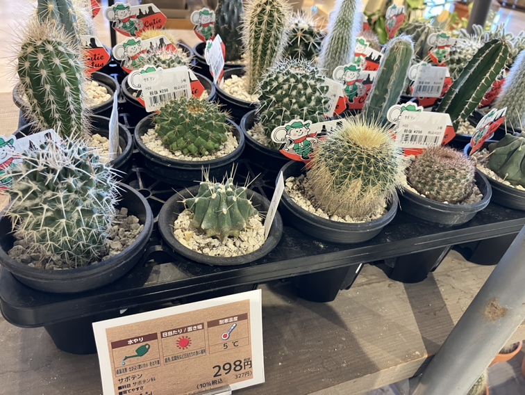 インテリアとしても人気の #サボテン🌵 最低気温5度前後まで耐えること