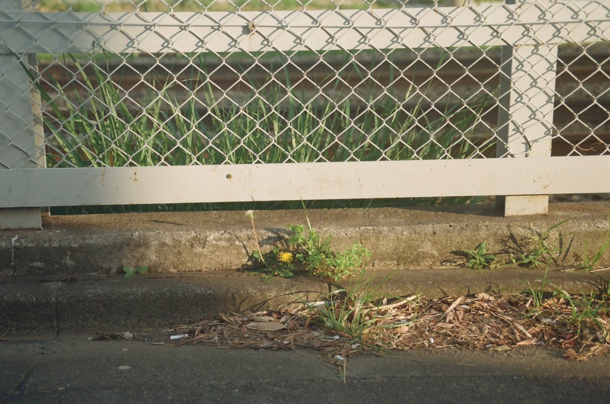 nagahoooo0's tweet photo. " 主人公 "

この写真たちを写した日は
どこに視線を巡らせても
私達の生活に寄り添うように
生きているこの子達が目に留まった。

おかげで何枚も似た写真が
この日の写真には残ったけれど
どの写真も主人公は違う。

それがまた面白い。

#filmphotography 
#そこに光があること https://t.co/X90H9i8Qhy