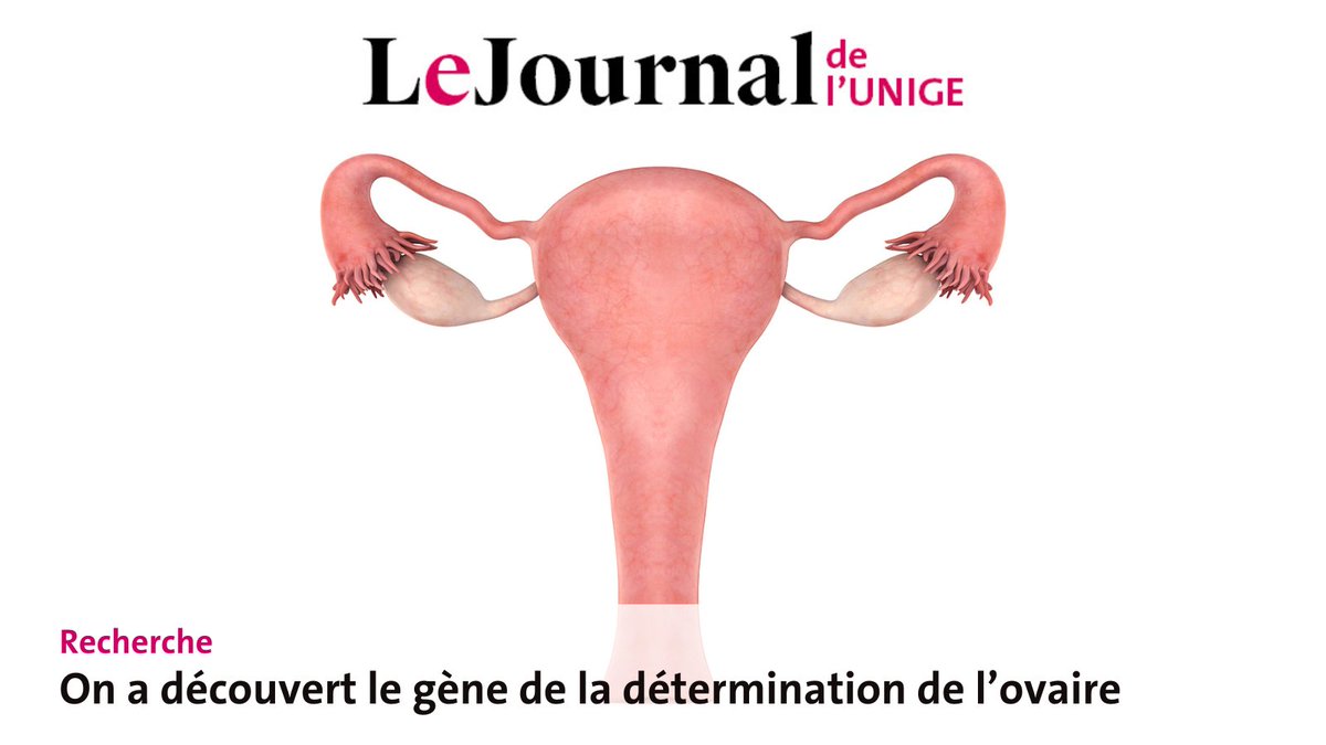 UNIGEnews's tweet photo. 35 ans après avoir découvert le gène «Sry» impliqué dans la différenciation des gonades en testicules, les scientifiques viennent d’identifier «WT1-KTS» comme étant le gène qui décide de la fabrication des #ovaires.
Explications dans Le Journal de l'UNIGE
👉https://t.co/b8M4ekkN0S
