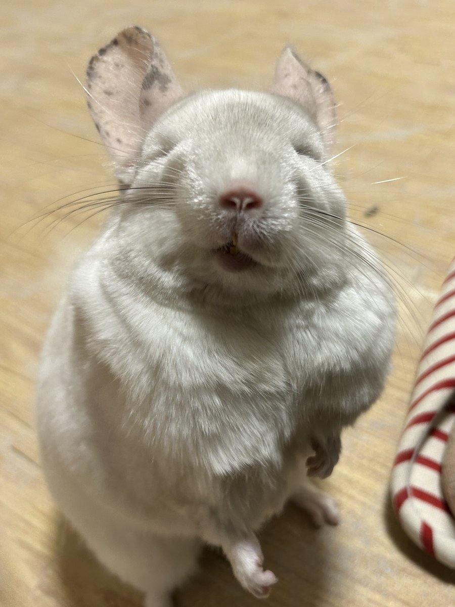 onchanng's tweet photo. うひゃ？
#チンチラ
#chinchilla https://t.co/U3wxPWtlP9