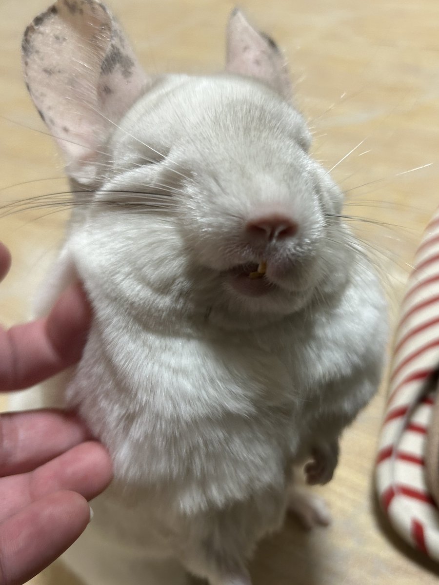 onchanng's tweet photo. うひゃ？
#チンチラ
#chinchilla https://t.co/U3wxPWtlP9