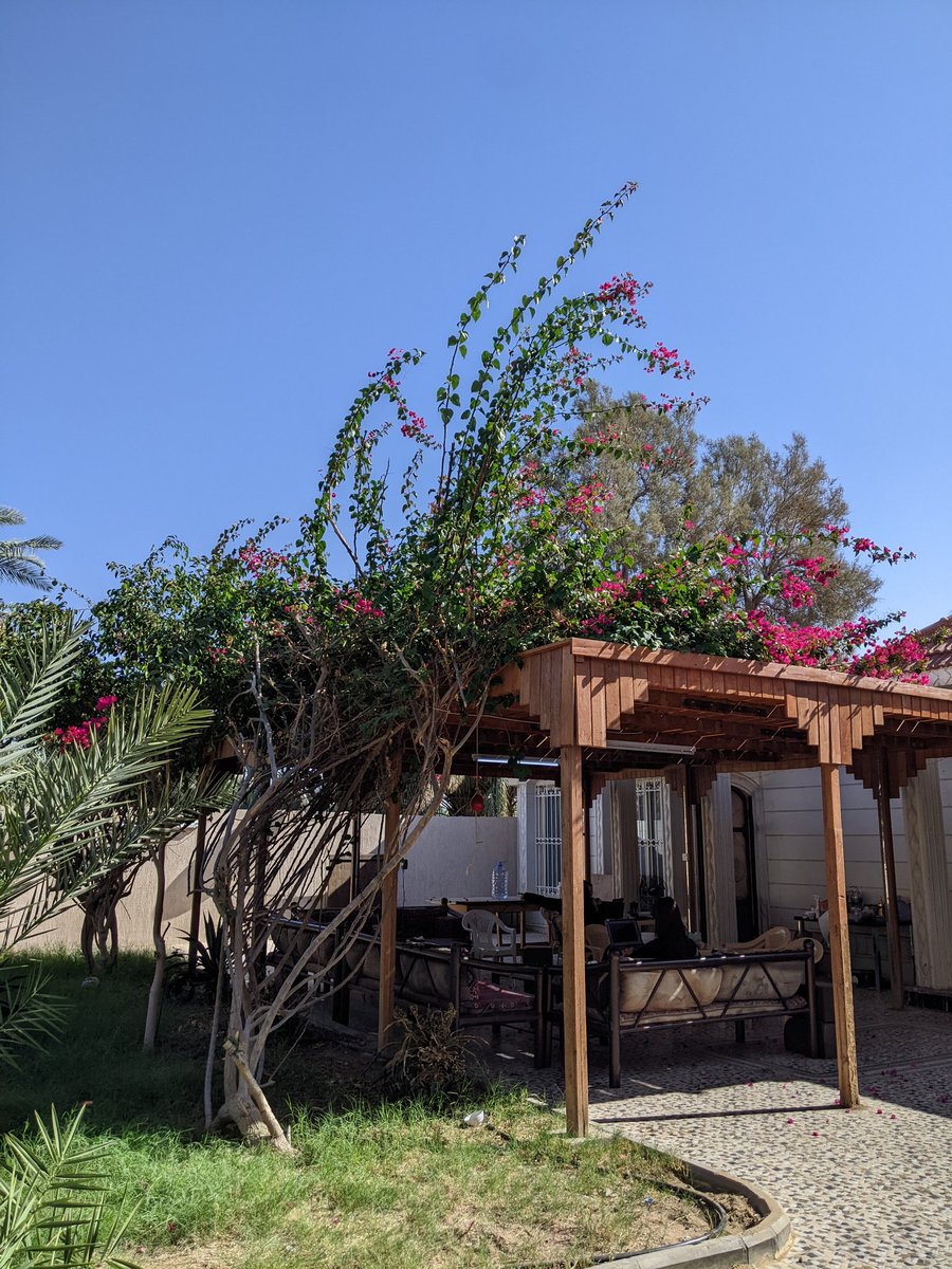 The beautiful Bougainvillea at the house of the Maritime Team in al Bad' 🌺 it is so big! 😍🤩