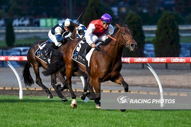 CDi_Iorio's tweet image. Memorable day for rider Rhys McLeod, three wins (1 at Mornington, 2 at @TheValley) and two seconds from six rides.

McLeod’s Valley double (Fullproof &amp;amp; Kailash) is his first Melbourne double since May 2006 — Green Birdie (Blue Sapphire) and Bird Dancer for trainer Brian Jenkins.